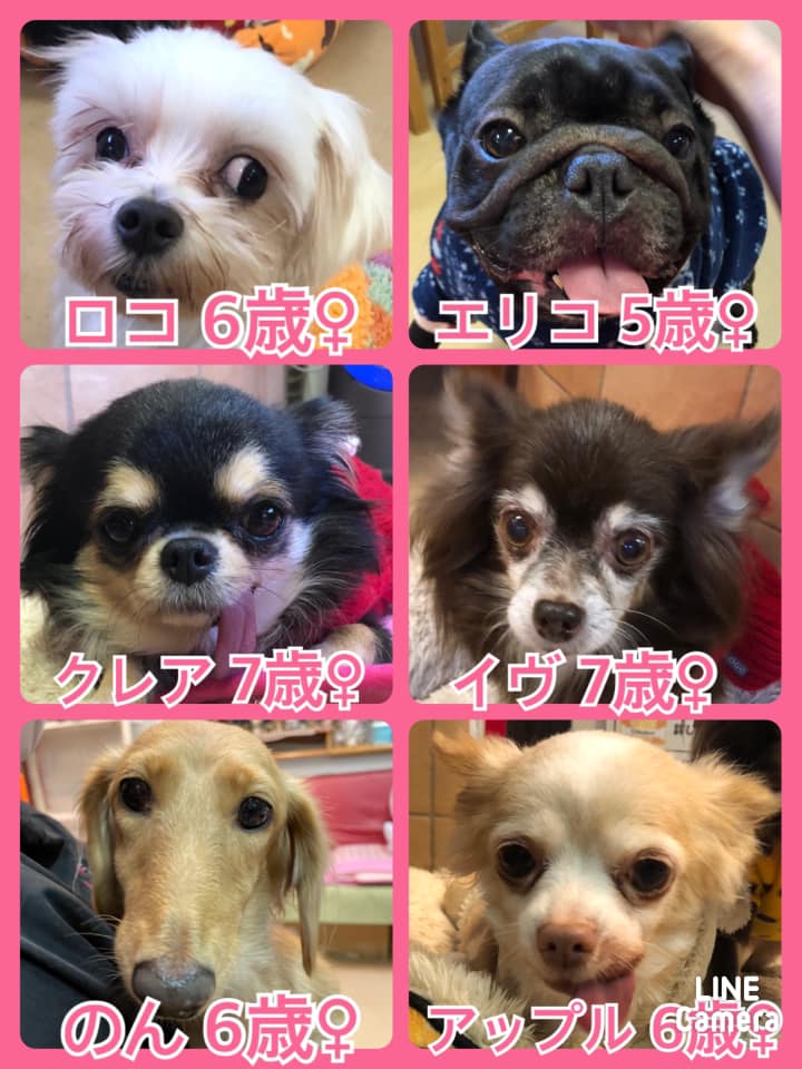 🐾今日の里親様募集中ワンコ🐶メンバーです🐾2021,1,3